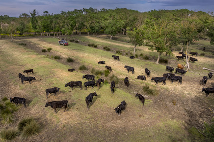 France, Gard (30), Saint-Gilles du Gard, manade Pierre Aubanel & fils, taureaux camarguais appelés Raço di Biou, visite de la propriété en 4x4 (vue aérienne)