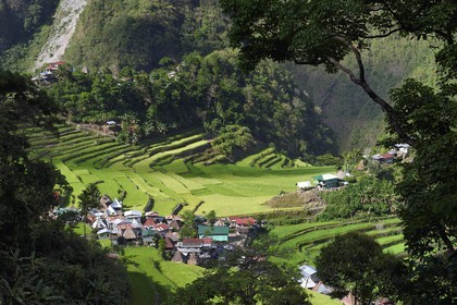 Philippines, province d'Ifugao, les rizières en terrasses de Banaue autour du village de Batad, classées Patrimoine Mondial de l'UNESCO, alimentées par un ancien système d'irrigation depuis la forêt tropicale au-dessus des terrasses