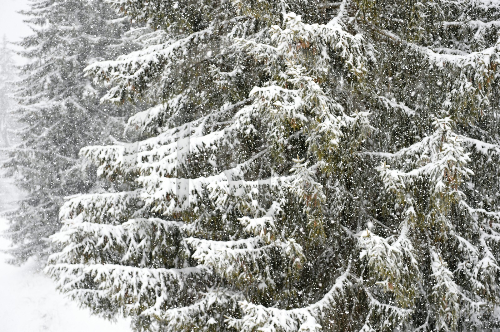 France, Haute-Savoie (74), Les Carroz d'Arâches, sapins recouverts de neige