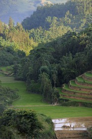 Vietnam, province de Lao Cai, région de Bac Ha, paysan labourant une rizière en terrasses avec un buffle
