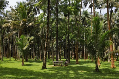 France, île de la Réunion, anse des Cascades, au sud de Piton-Sainte-Rose, classé Patrimoine Mondial de l'UNESCO, lieu de pique-nique
