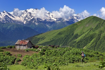 Géorgie, Haute Svanétie (Zemo Svaneti), Mestia, randonneur sur les contrefort du mont Ouchba (Ushba)