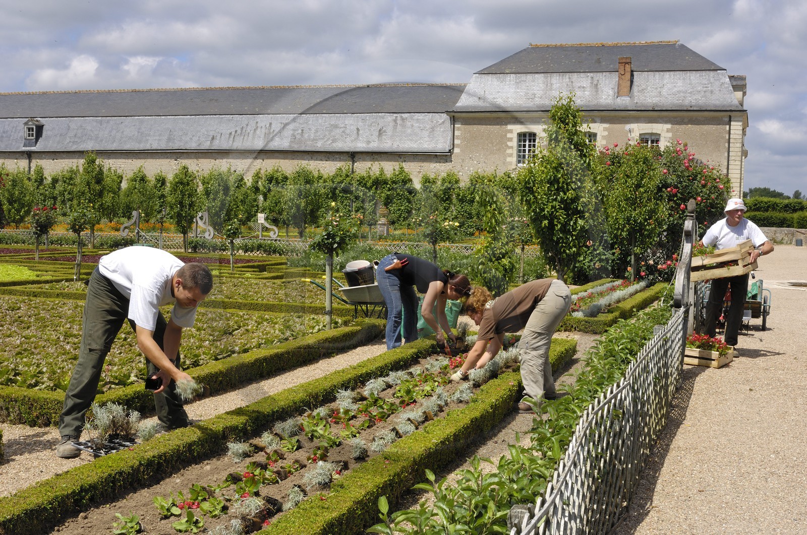 France, Indre-et-Loire (37), vallée de la Loire classée Patrimoine Mondial de l'UNESCO, les jardins à la française du château de Villandry, propriété d'Angélique et Henri Carvallo