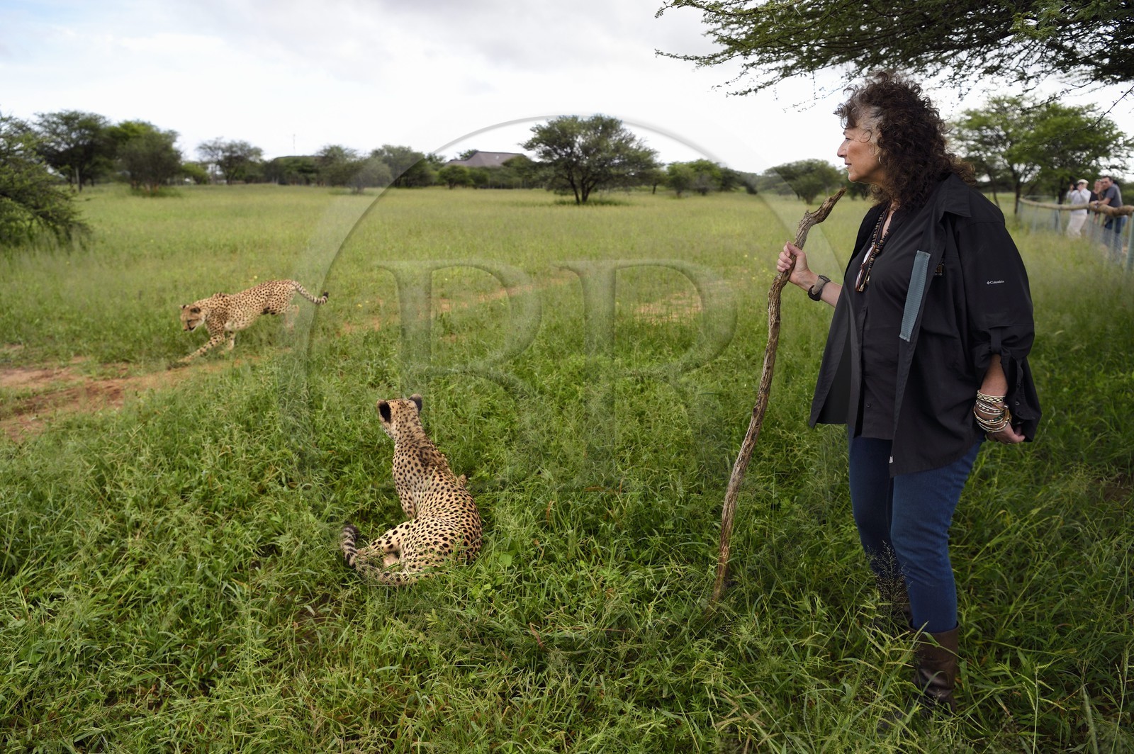 Namibia, Otjiwarongo, Cheetah Conservation Fund, research and education centre, Dr. Laurie Marker founder and executive director of CCF founded in 1990, cheetahs (Acinonyx jubatus)