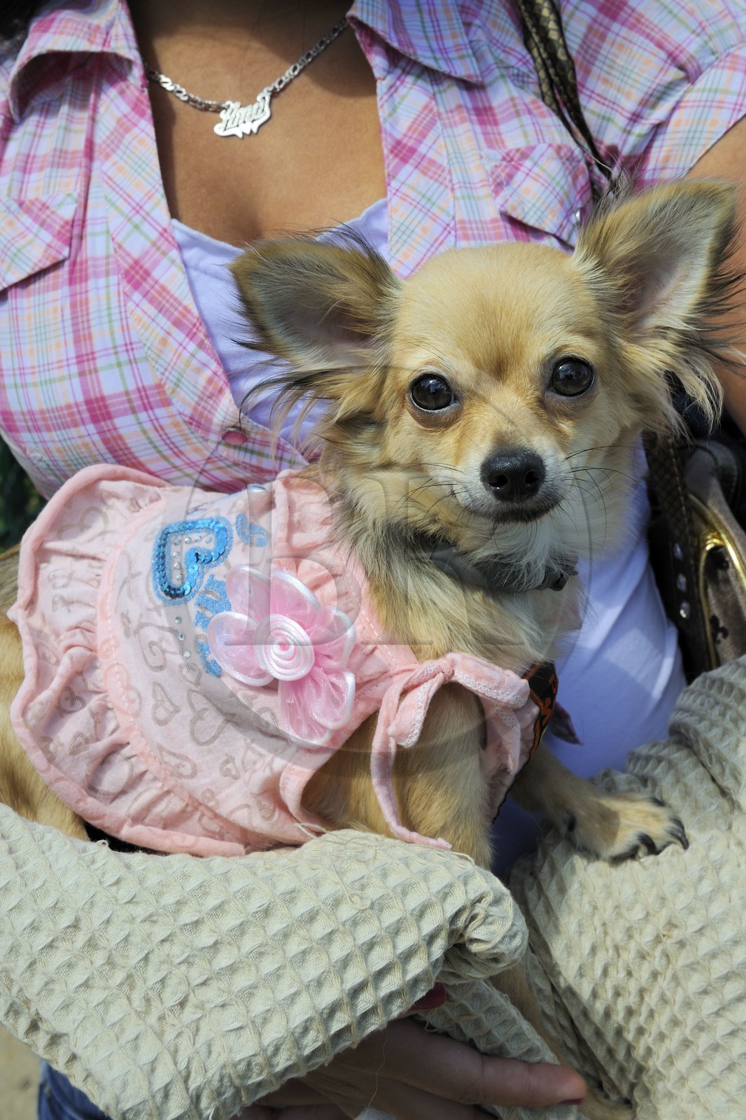 France, Paris (75), le Bois de Boulogne, promenade des chiens