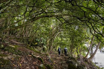 France, Guyane, Kourou, Iles du Salut, Ile Royale, randonnée sur le sentier cotier