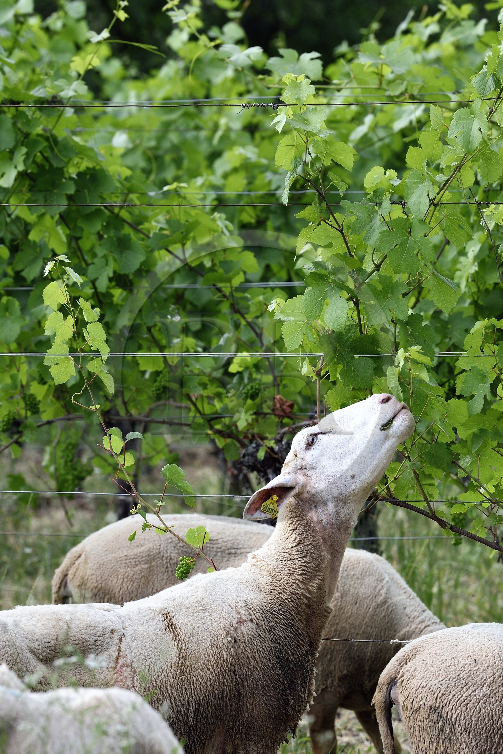 France, Bas-Rhin (67), Route des vins d'Alsace, Traenheim, Domaine viticole MULLER Charles & Fils, les moutons folivores entre les vignes permettent un entretien bio