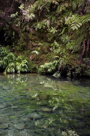 France, Ile de la Reunion, Parc National de la Réunion classé Patrimoine Mondial de l'UNESCO, La Plaine des Palmistes, forêt de Bébour, sentier de randonnée Cassé de Takamaka, Bassin des Hirondelles