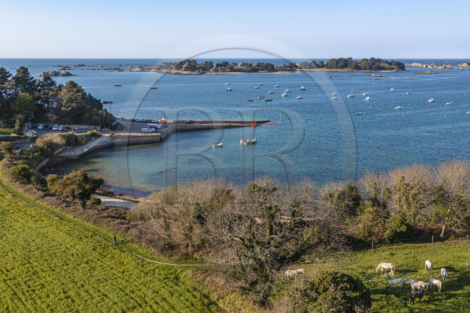 France, Côtes-d'Armor (22), Côte d'Ajoncs, Penvénan, Port Blanc, l'Anse de Pellinec avec le petit port de Port Blanc et chevaux au paturage en bordure de mer, les Iles de Saint Gildas et du Milieu en arrière plan (vue aérienne)
