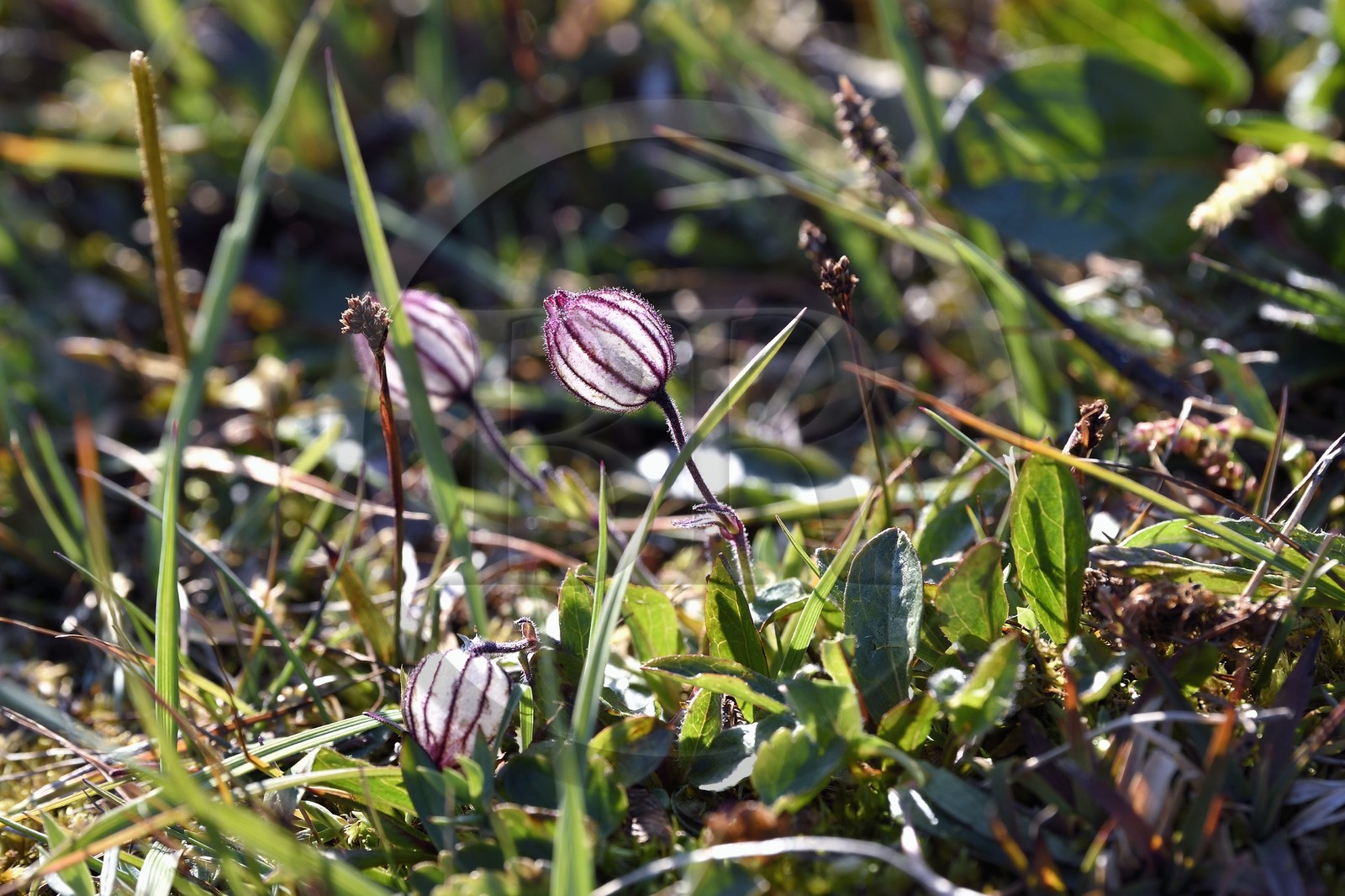 Groenland, cote Nord-Ouest, Smith sound au nord de la baie de Baffin, Inglefield Land, site de Etah, fleur de l'Arctique (Melandrium apetalum) qui pousse dans la toundra