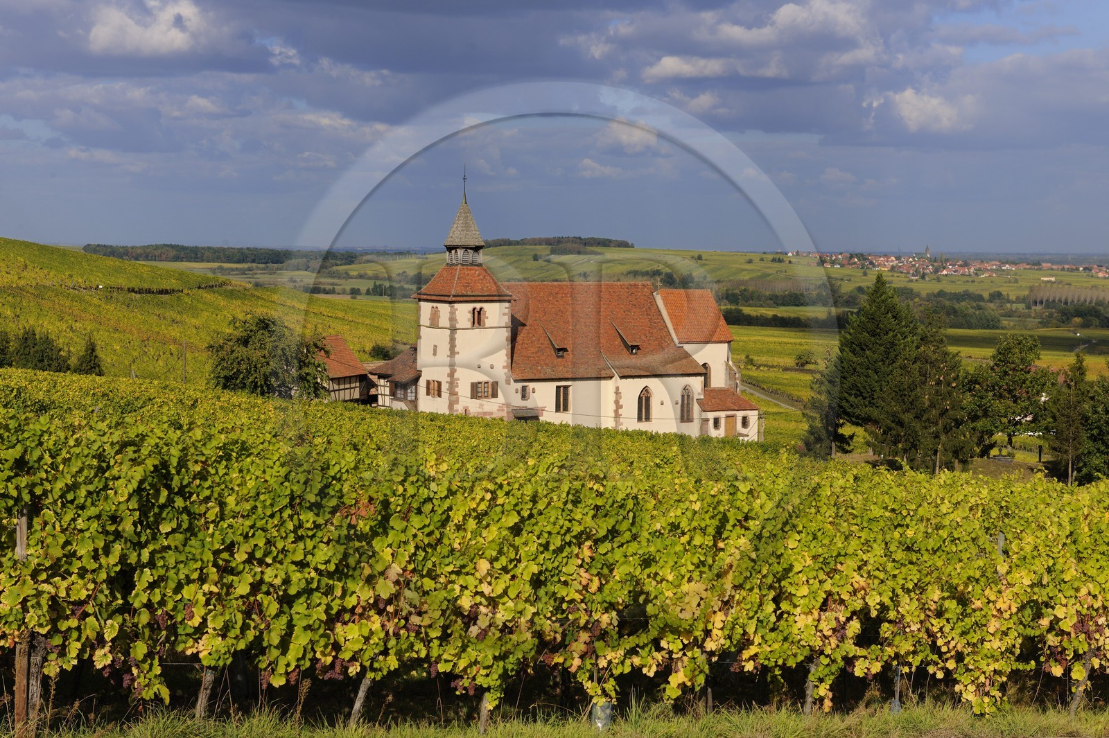 France, Bas-Rhin (67), Dambach-la-ville, chapelle Saint-Sébastien au milieu des vignes