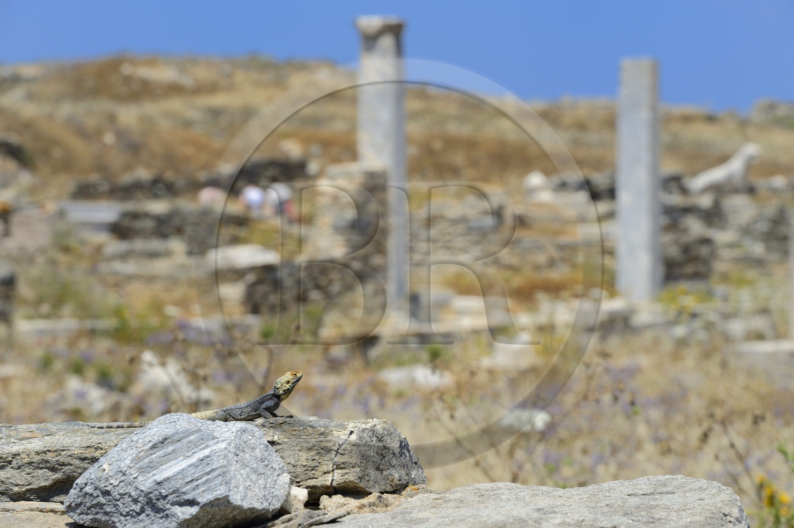 Grèce, île de Delos, classée Patrimoine Mondial de l'UNESCO, site archéologique de Délos, sanctuaire d'Apollon, la plus grande cité antique de la mer Egée, lézard devant la Terrasse des Lions