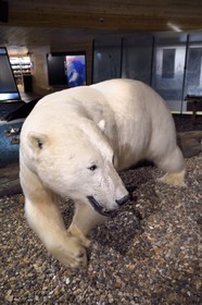 Norway, Svalbard, Spitzbergen, Longyearbyen, Svalbard museum, polar bear (Ursus maritimus)