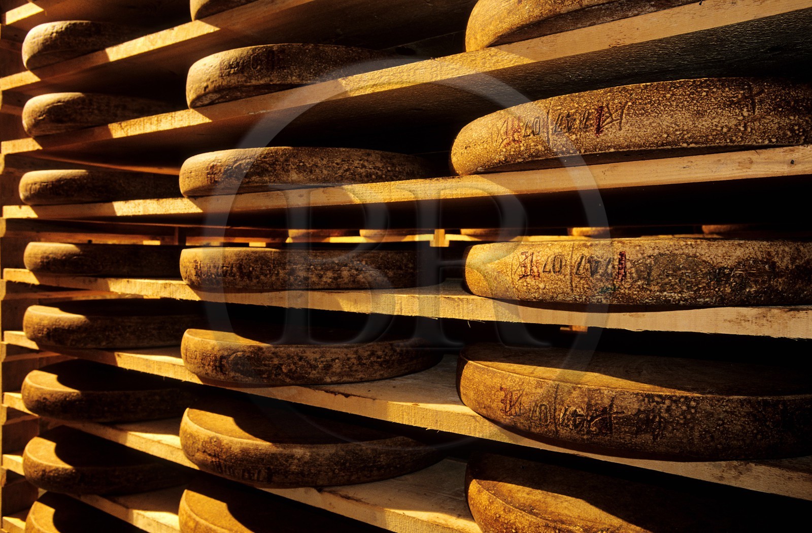 France, Doubs, Fort Saint Antoine, Comte mountain cheese maturing cellar