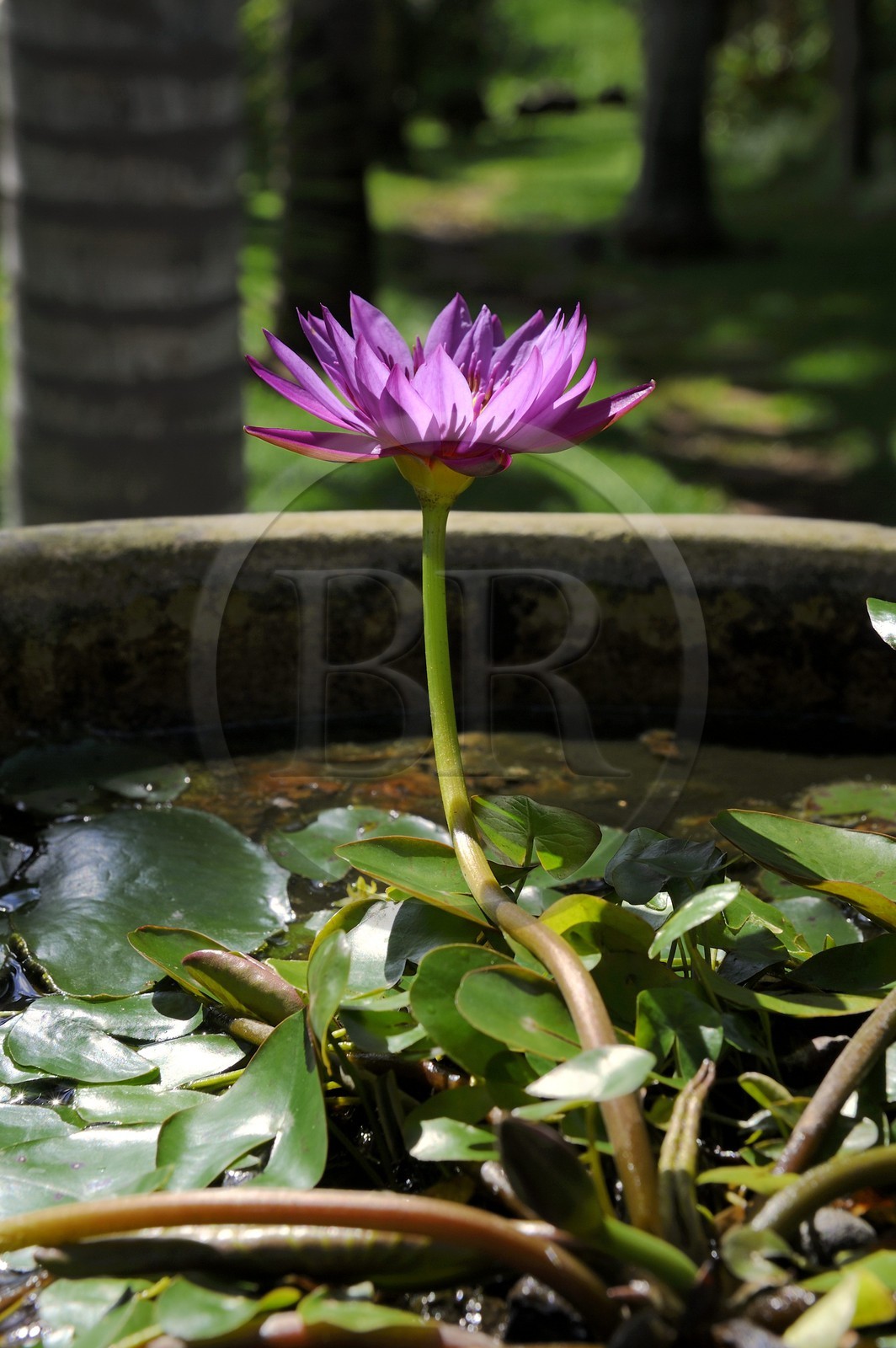 France, Ile de la Reunion, Petite Ile, jardin tropical, fleur de lotus