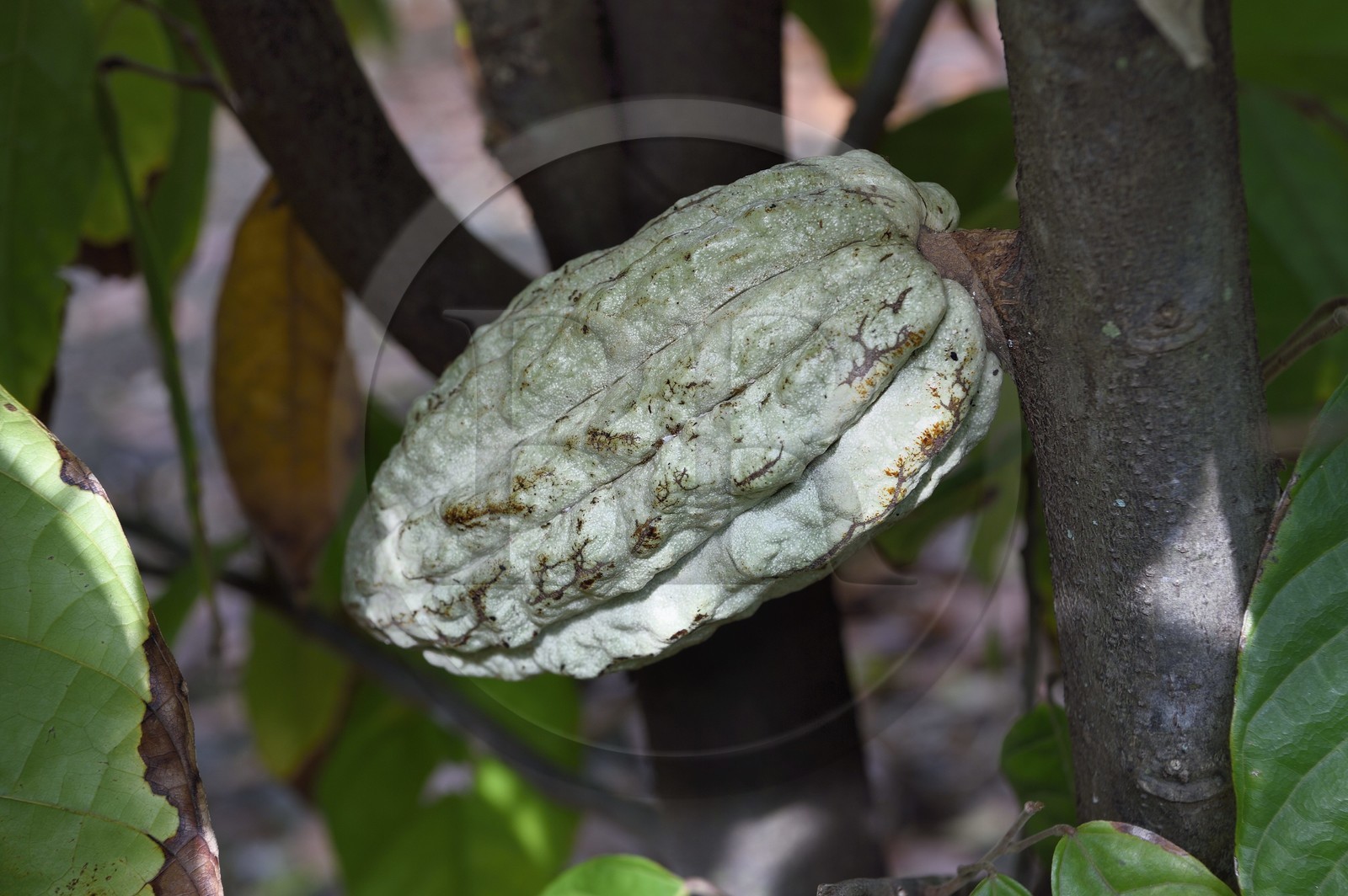 France, Ile de la Reunion, Saint Pierre, Jardin Botanique du Domaine du Café Grillé, cabosse de cacaoyer