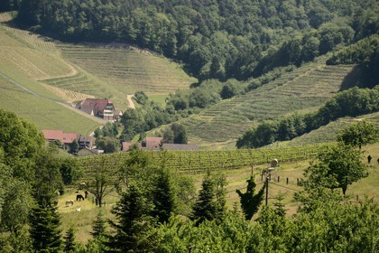Allemagne, Bade-Wurtemberg, le vignoble à Durbach