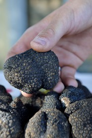 France, Var (83), Provence Verte, Bras, vers Saint-Maximin-la-Sainte-Baume, la maison d'hotes Le Peyrourier - une campagne en Provence, truffe blanche d’été (Tuber aestivum)