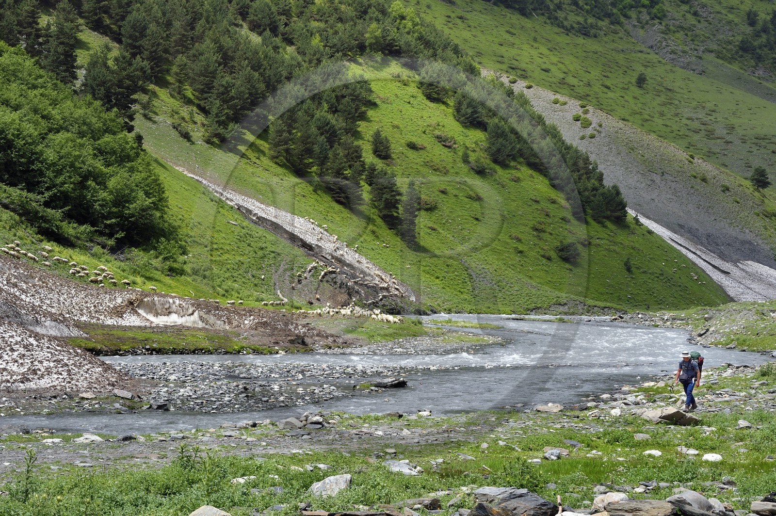 Géorgie, Kakheti, Parc national de Touchétie, vallée de la rivière Alazani dans les montagnes de Pirikiti, randonneur croisant un troupeau de moutons