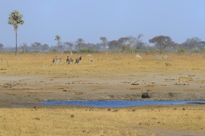 Zimbabwe, province de Matabeleland septentrional, parc national Hwange, groupe de lions (Panthera leo) et Zèbres (equus burchelli)