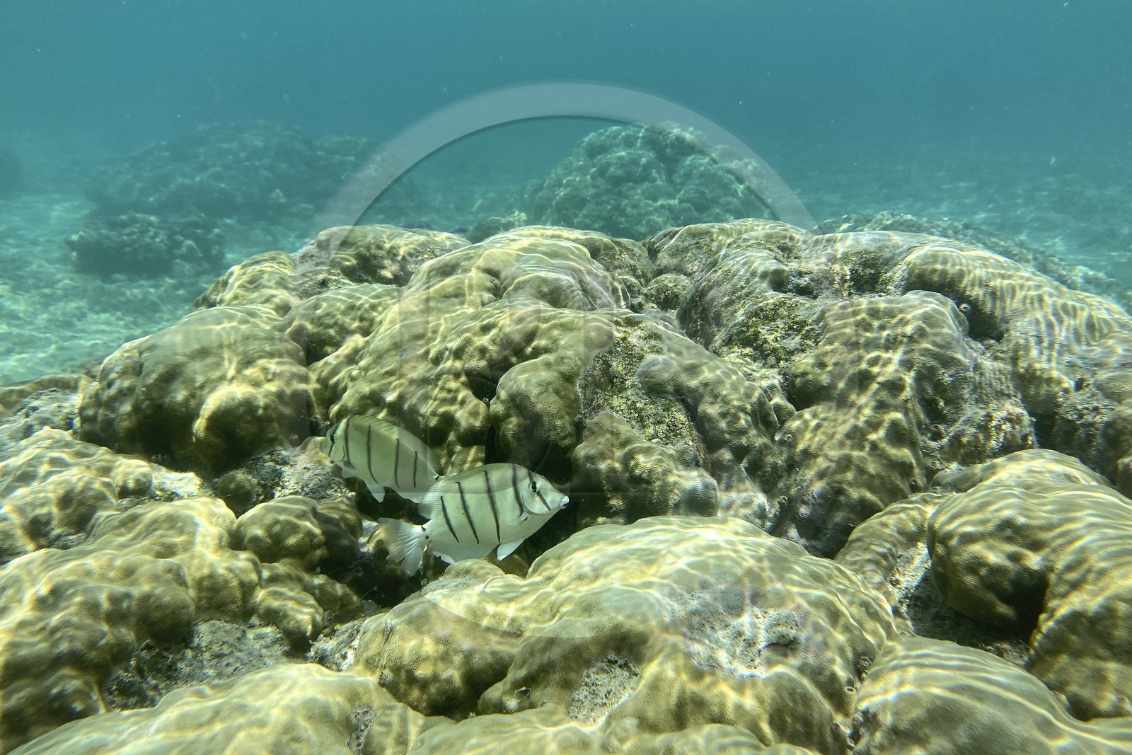France, Ile de la Reunion, Côte Ouest, Saint-Gilles-Les-Bains (commune de Saint-Paul), poisson dans le récif corallien du lagon de l'Ermitage et de La Saline-Les-Bains (vue sous-marine)