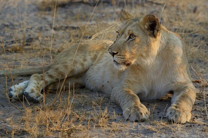 Zimbabwe, Midlands Province, Gweru, Antelope Park home to ALERT (African Lion and Environmental Research Trust), young lioness (panthera leo)