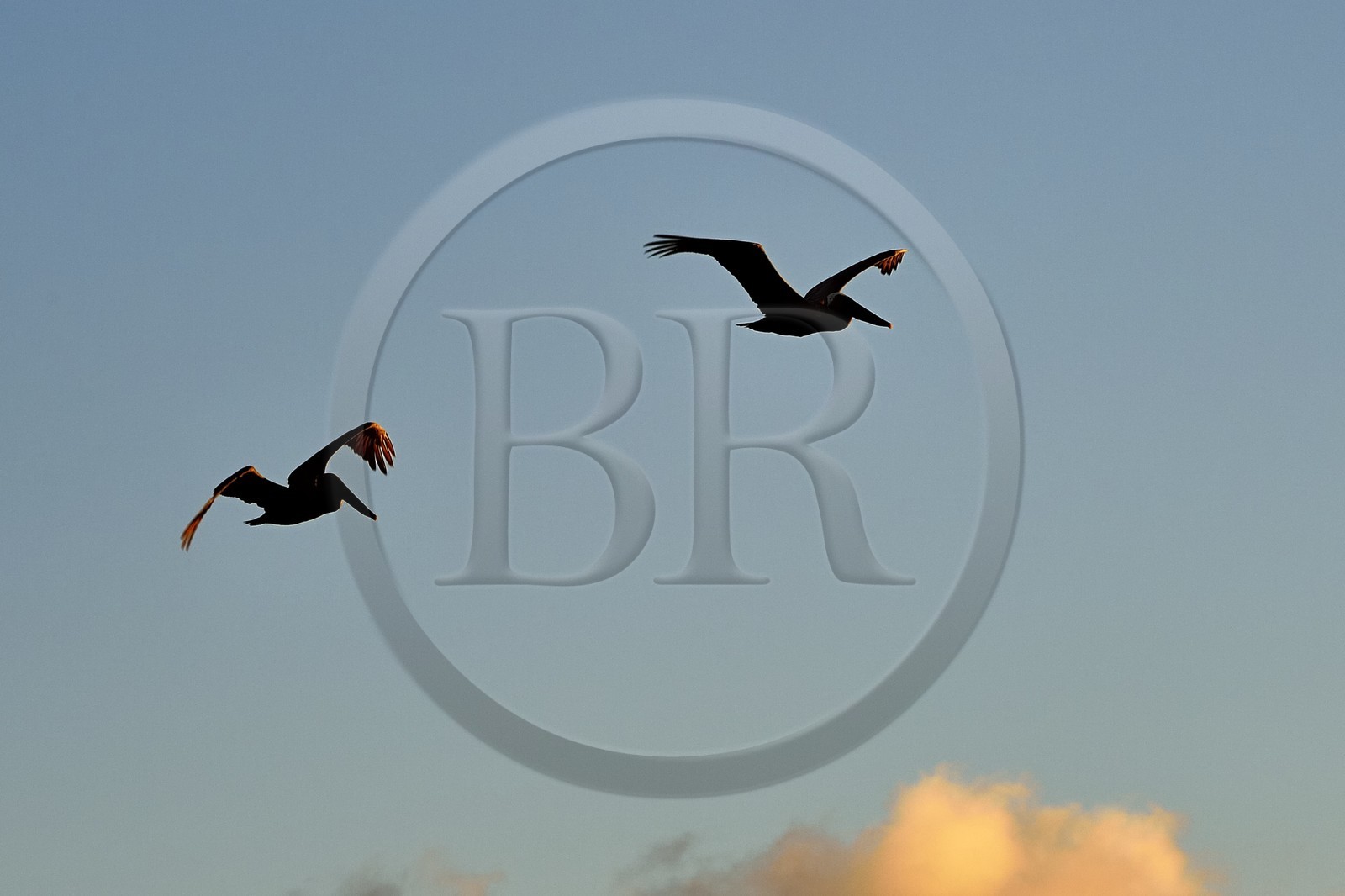Caraïbes, Ile de la Dominique, Mero sur la côte Ouest, Pélican brun (Pelecanus occidentalis)
