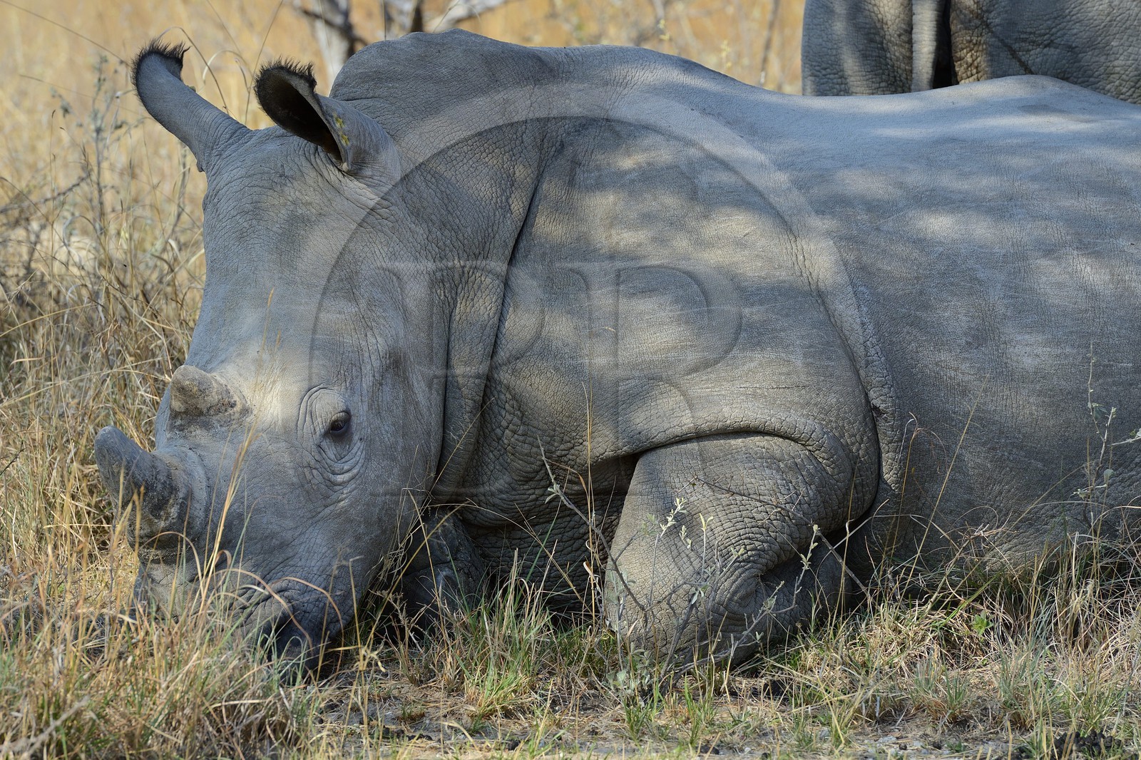 Zimbabwe, province de Matabeleland méridional, Matobo ou Matopos Hills National Park, classé Patrimoine Mondial de l'UNESCO, rhinocéros blanc (Ceratotherium simum), jeune adulte d'environ 7 ans