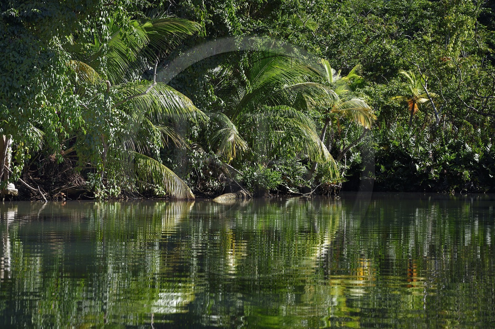 Caraïbes, Ile de la Dominique, Portsmouth, les rives de l'Indian River