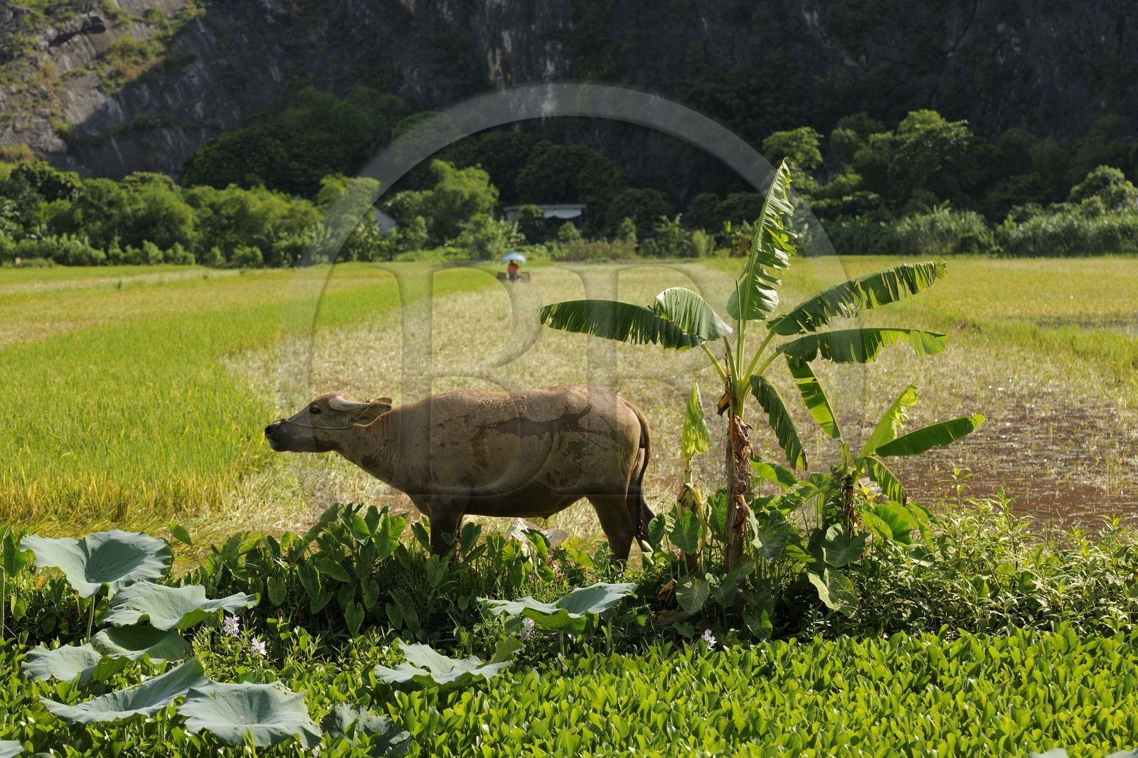 Vietnam, province de Ninh Binh,