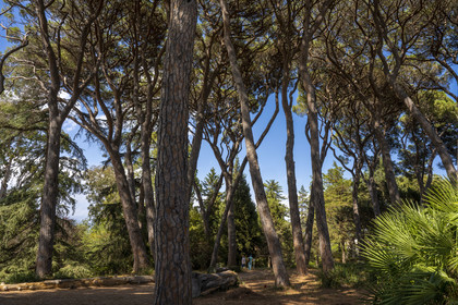France, Alpes-Maritimes (06), Antibes, Le Jardin Botanique de la Villa Thuret (rattachée à l'INRAE), labellisé Jardin Remarquable et Arbre Remarquable, les pins parasols, même proches, respectent une distance au niveau de la cime appellée fente de timidité