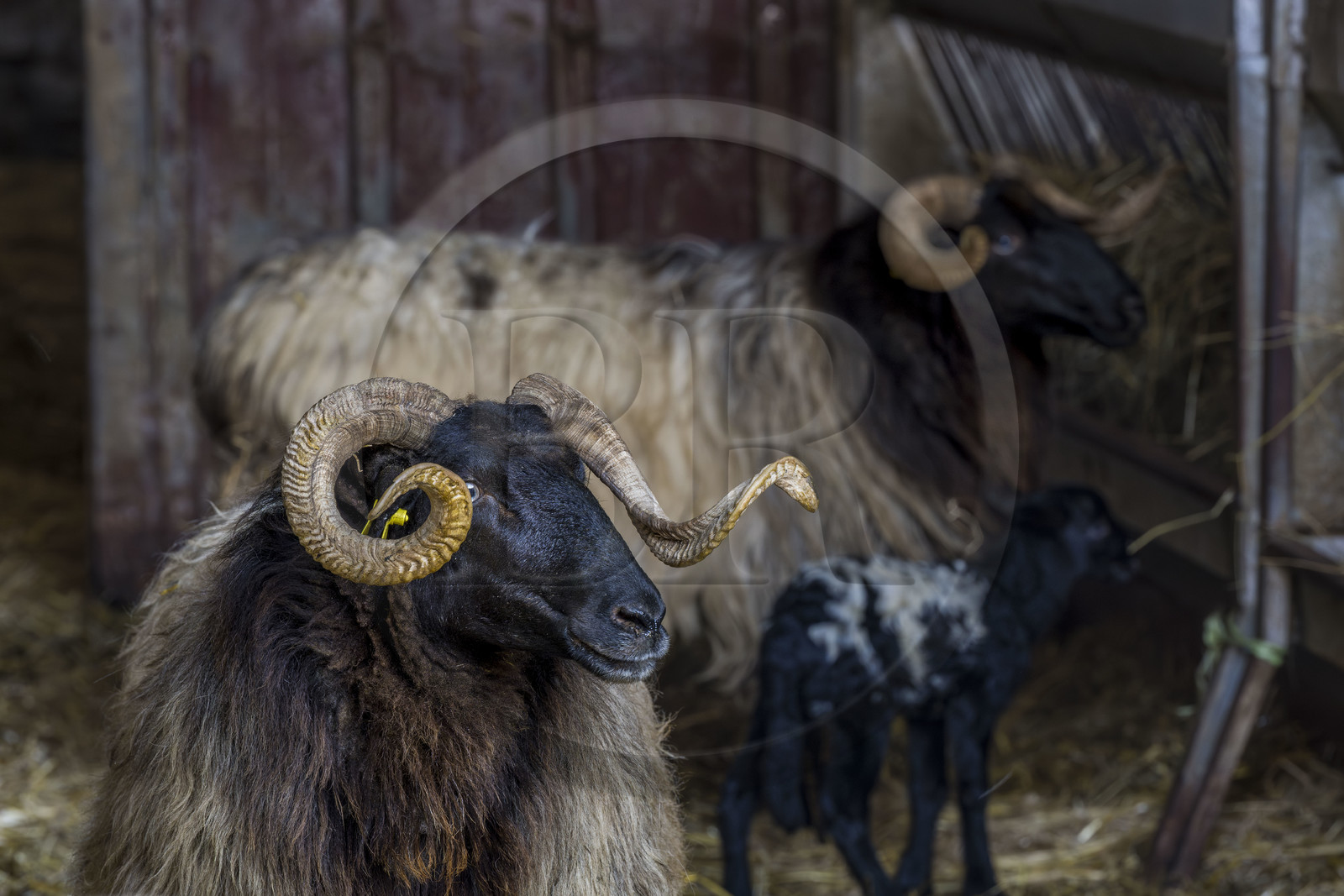 France, Pyrénées-Atlantiques (64), Pays-Basque, vallée des Aldudes, Urepel, brebis manech tête noire