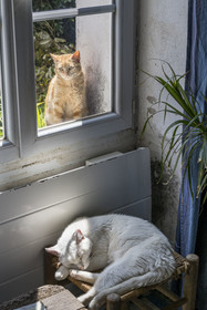 France, Finistère (29), Mer d'Iroise, Ile d'Ouessant, hameau de Keranchas, chat à la maison
