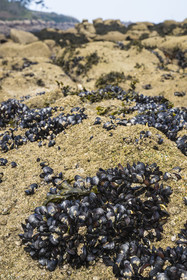 France, Côtes-d'Armor (22), Côte de Granit Rose, Trébeurden, Ile Millau, banc de moules sauvages à marée basse