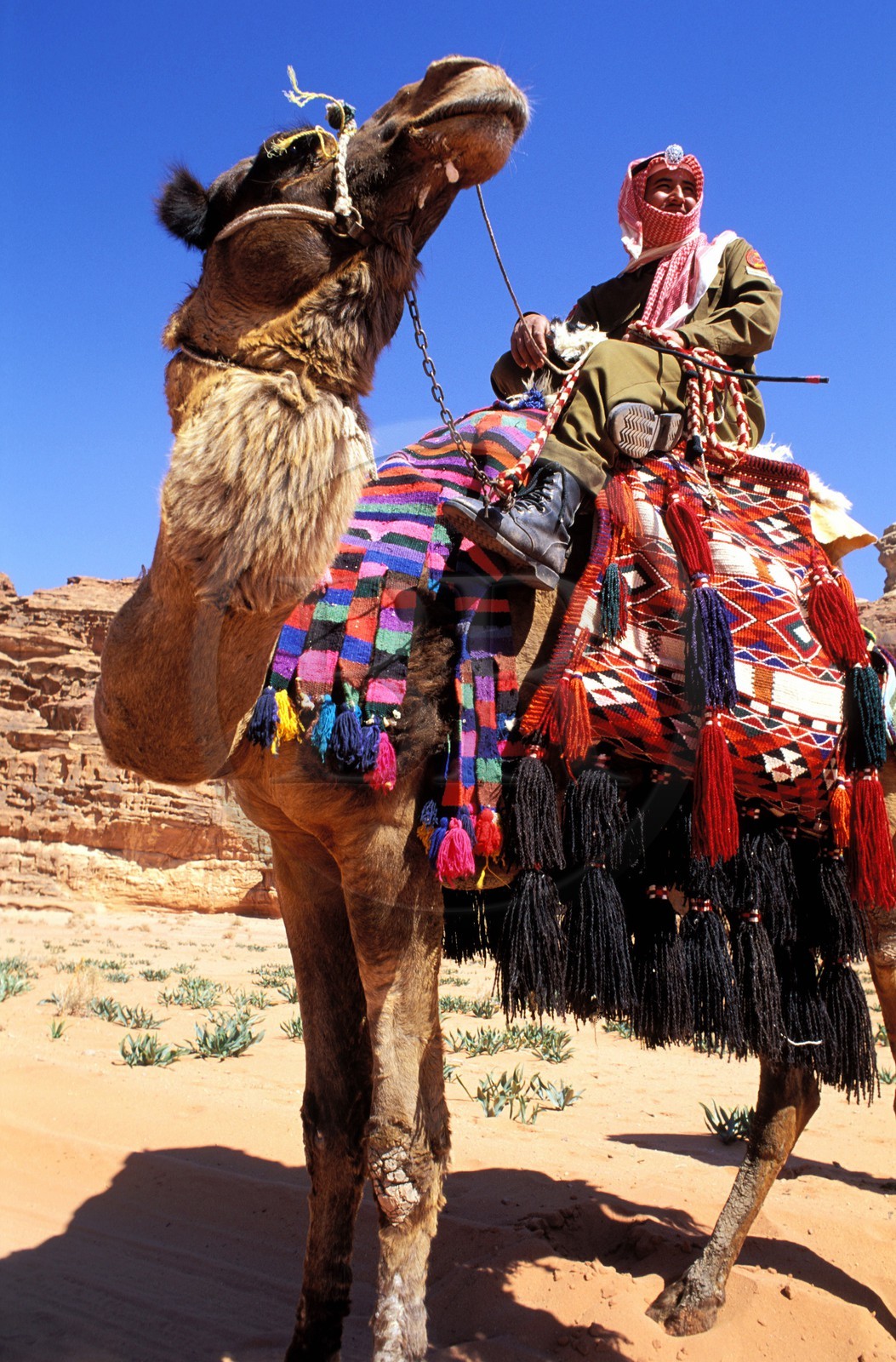 Jordanie, le Wadi Rum, patrouille du ìCamel Corp ou police du désert sur leurs dromadaires