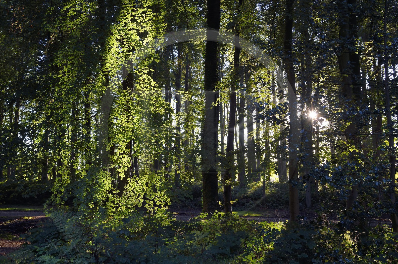 France, Seine-Maritime (76), Pays de Caux, Tourville-sur-Arques, château de Miromesnil, lieu de naissance de l'écrivain Guy de Maupassant, la forêt du domaine