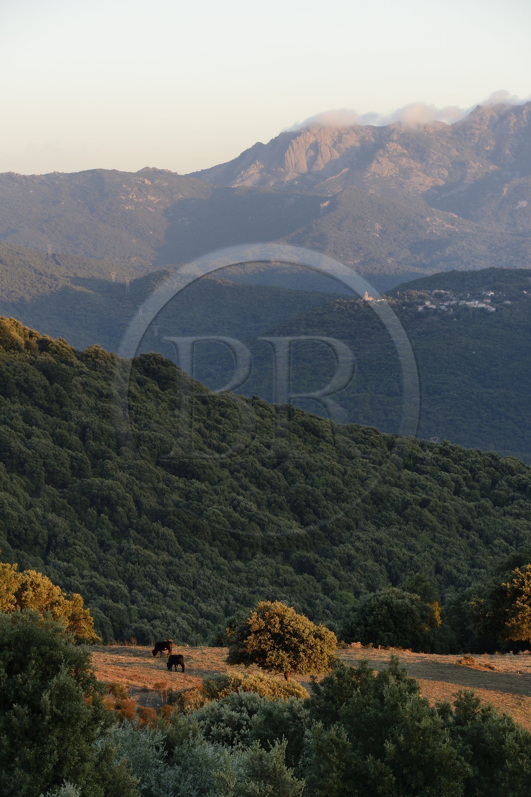 France, Corse-du-Sud (2A), Alta Rocca, vallée de Fiumicicoli et le village de Pantano en arrière plan