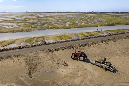 France, Vendée (85), île de Noirmoutier, Barbatre, tracteur ostréicole sur l'estran en bordure du passage du Gois, chaussée submersible qui relie l'île au continent à marrée basse (vue aérienne)