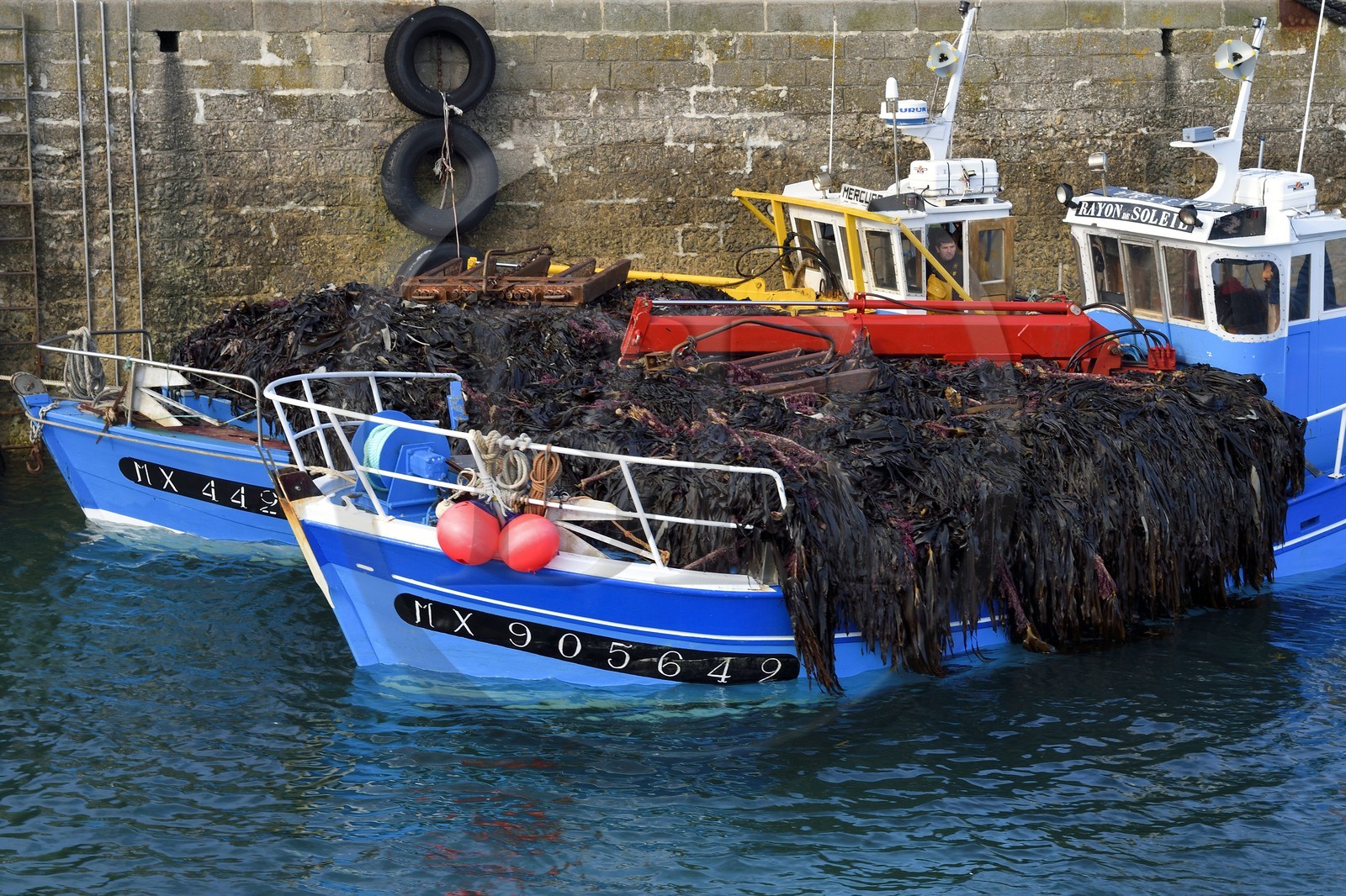 France, Finistère (29), port de Roscoff, récolte d'algue par un goémonier
