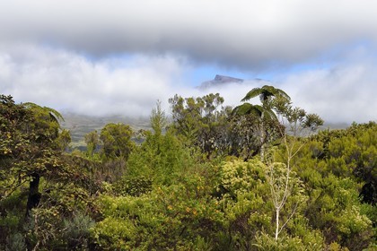 France, Reunion island (French overseas department), Reunion National Park listed as World heritage by UNESCO, La Plaine des Palmistes, Bebour forest, tree ferns (Cyathea glauca)