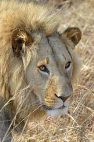 Zimbabwe, Midlands Province, Gweru, Antelope Park home to ALERT (African Lion and Environmental Research Trust), Zone 2, the male lion (panthera leo) called AS2 to be released in a pride in a national park to repopulate