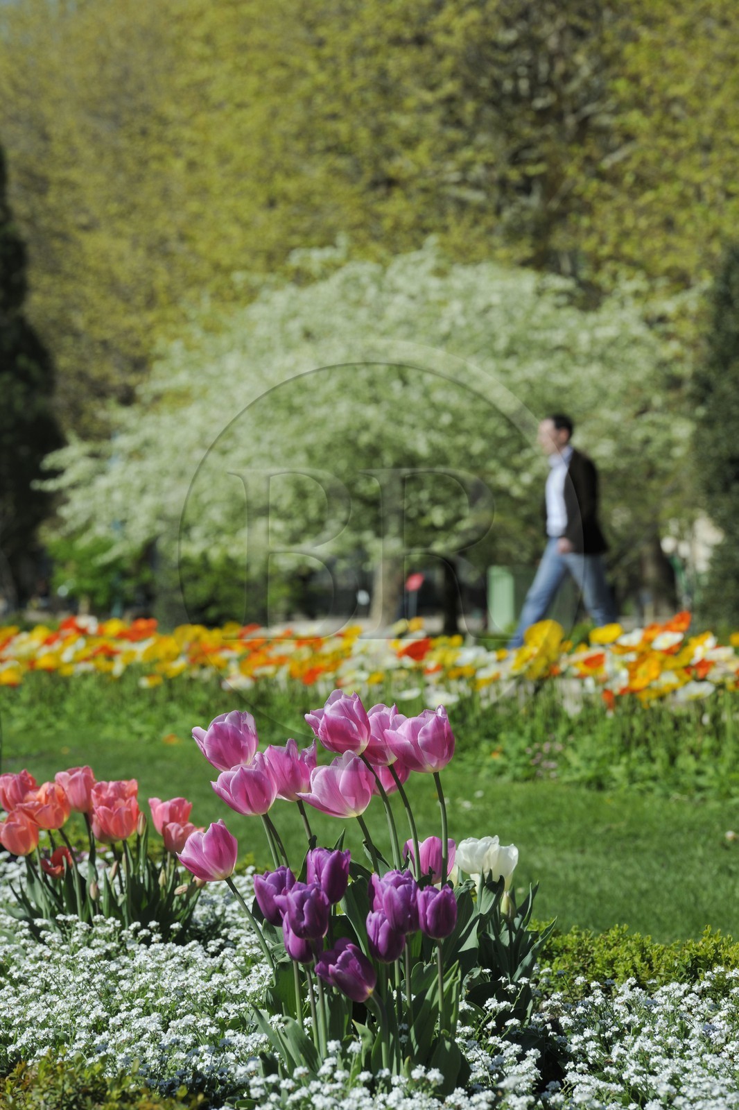 France, Paris (75), le jardin des Plantes au printemps
