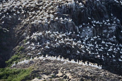 France, Côtes-d'Armor (22), Perros-Guirec, archipel et réserve ornithologique de Sept-Iles, Ile Rouzic, colonie de fous de Bassan (Morus bassanus), unique point de nidification en France pour plus de 20000 couples
