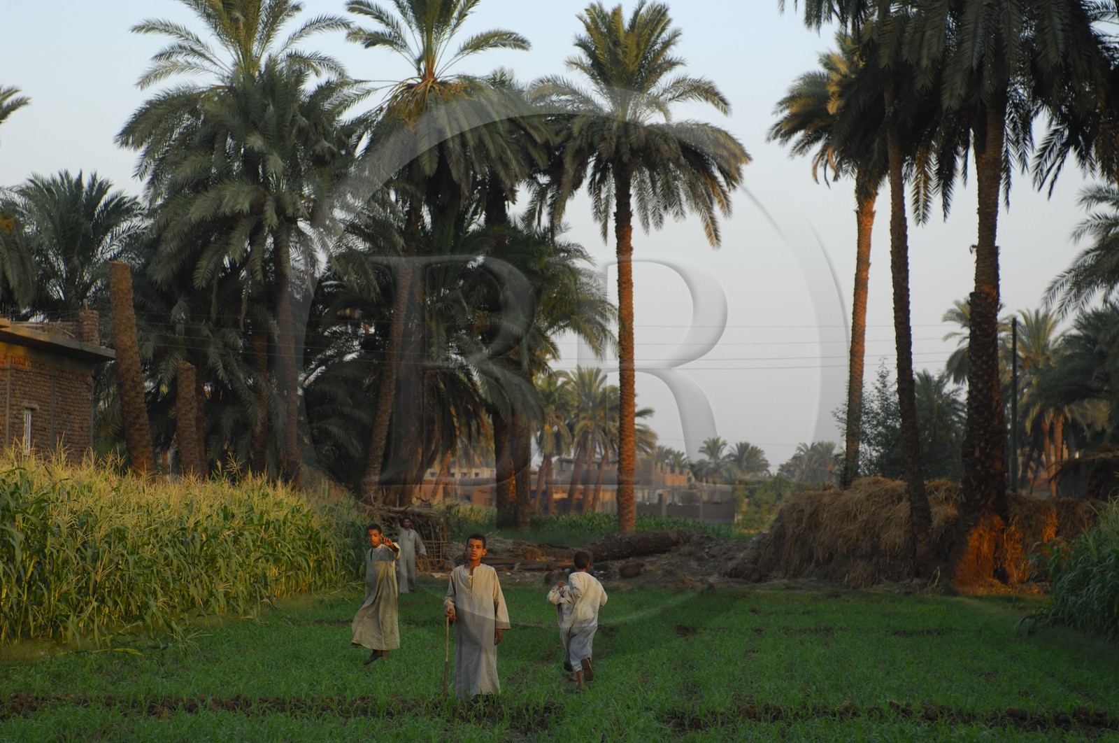 Egypte, Haute Egypte, vallée du Nil, Louxor, la rive ouest, enfants dans un champ