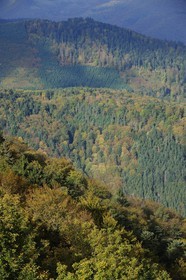 France, Bas-Rhin (67), forêt du massif des Vosges