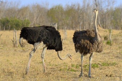 Zimbabwe, province de Matabeleland septentrional, parc national Hwange, couple d'autruches d’Afrique (Struthio camelus), le male au plumage noir et la femelle au plumage brun