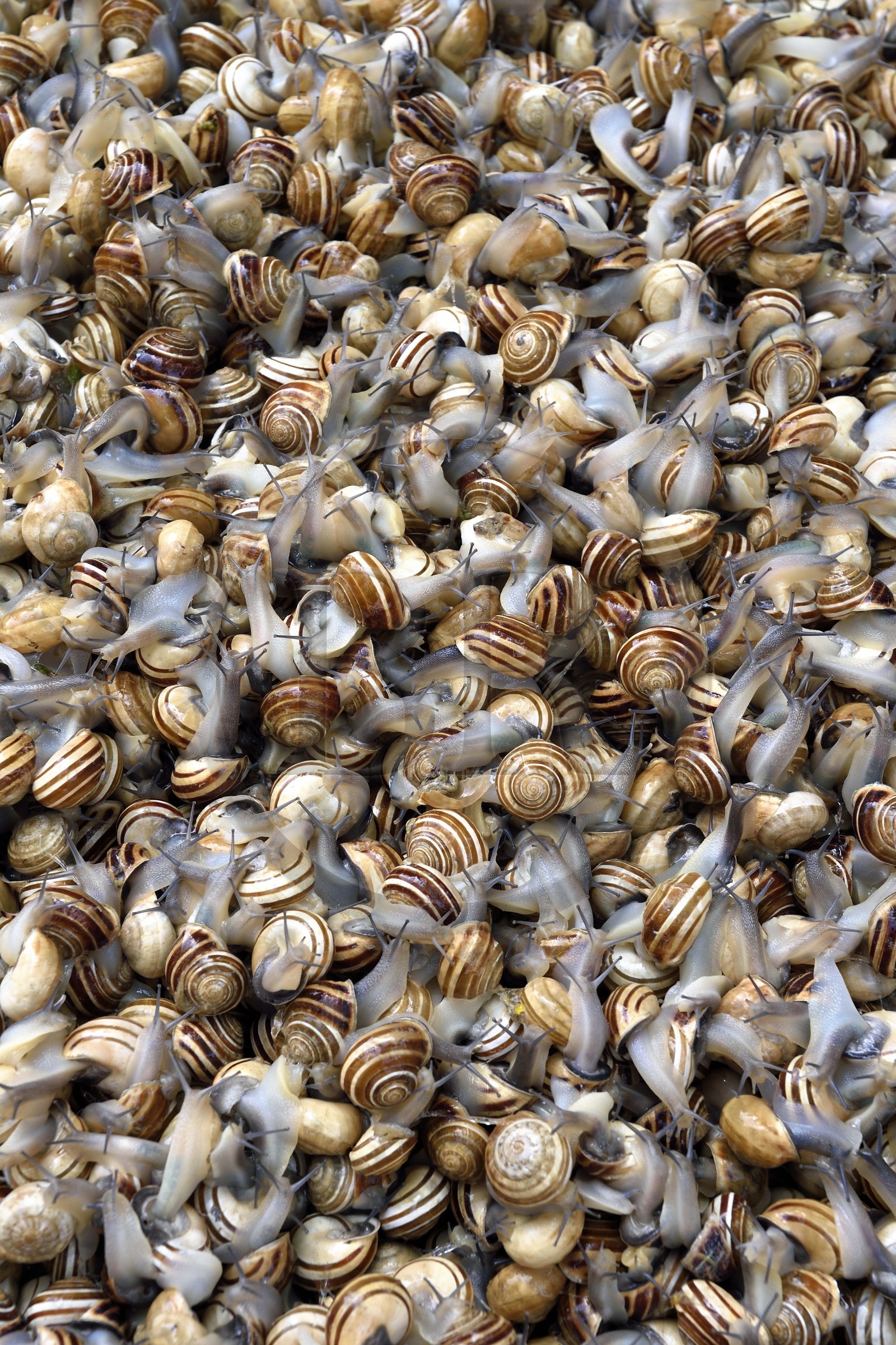 Italie, Sicile, Catane, ville baroque classée au Patrimoine Mondial de l'UNESCO, le marché du matin Pescheria dans le quartier du Duomo, vente à l'étal d'escargots vivants