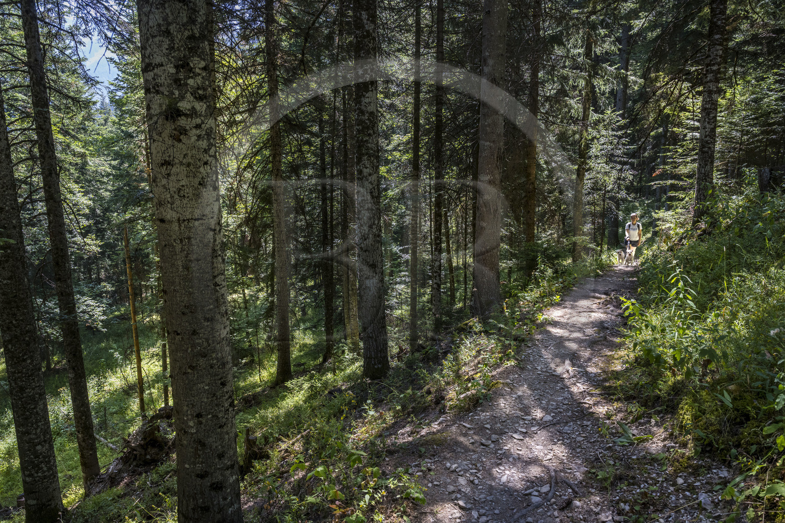 France, Hautes Alpes, Crots, Boscodon state forest hiking