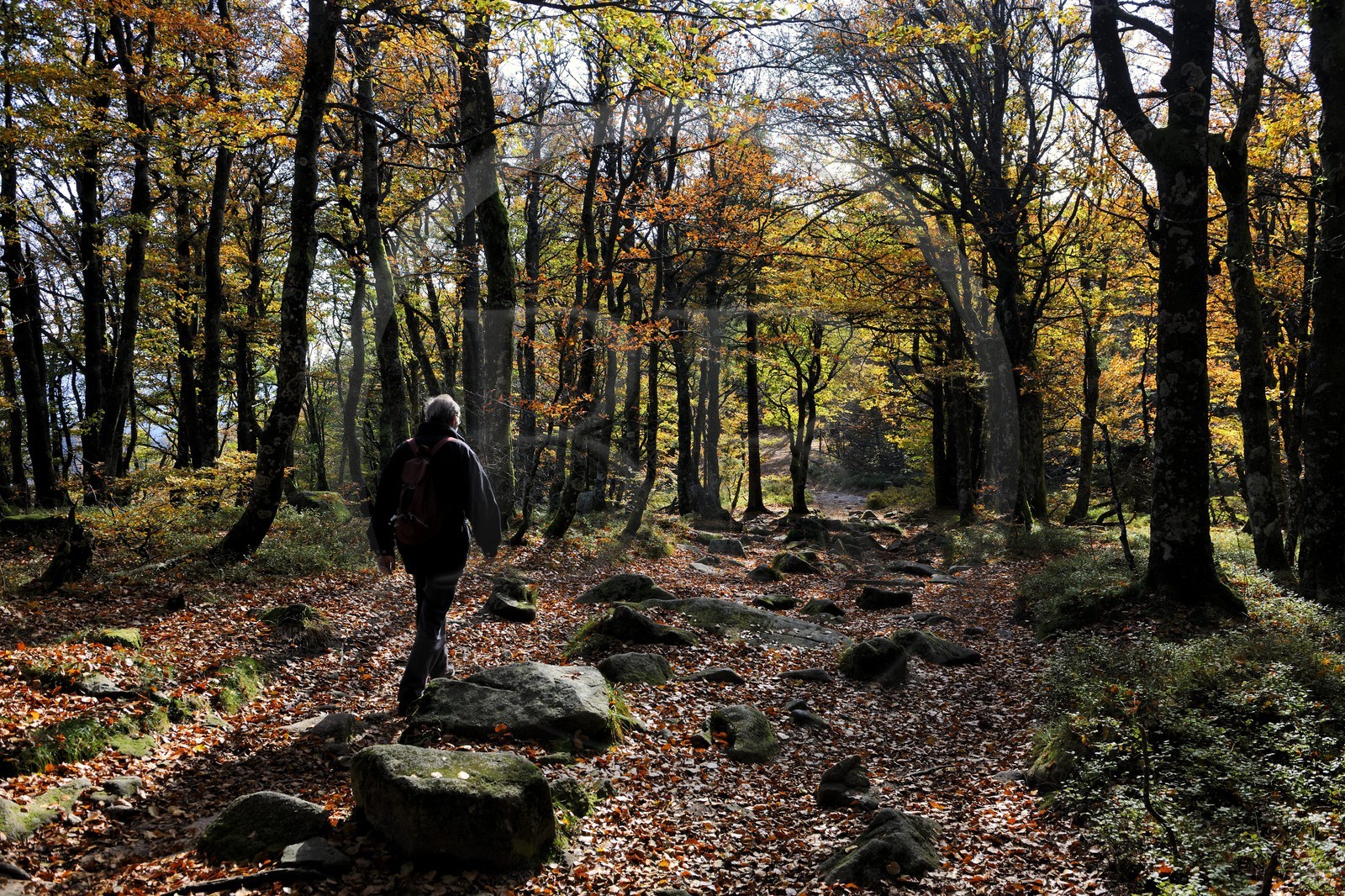 France, Haut-Rhin (68), la route des Crêtes, réserve naturelle de Tanet-Gazon-du-Faing,  randonneurs sur le chemin passant sur l'ancienne frontière franco-allemande