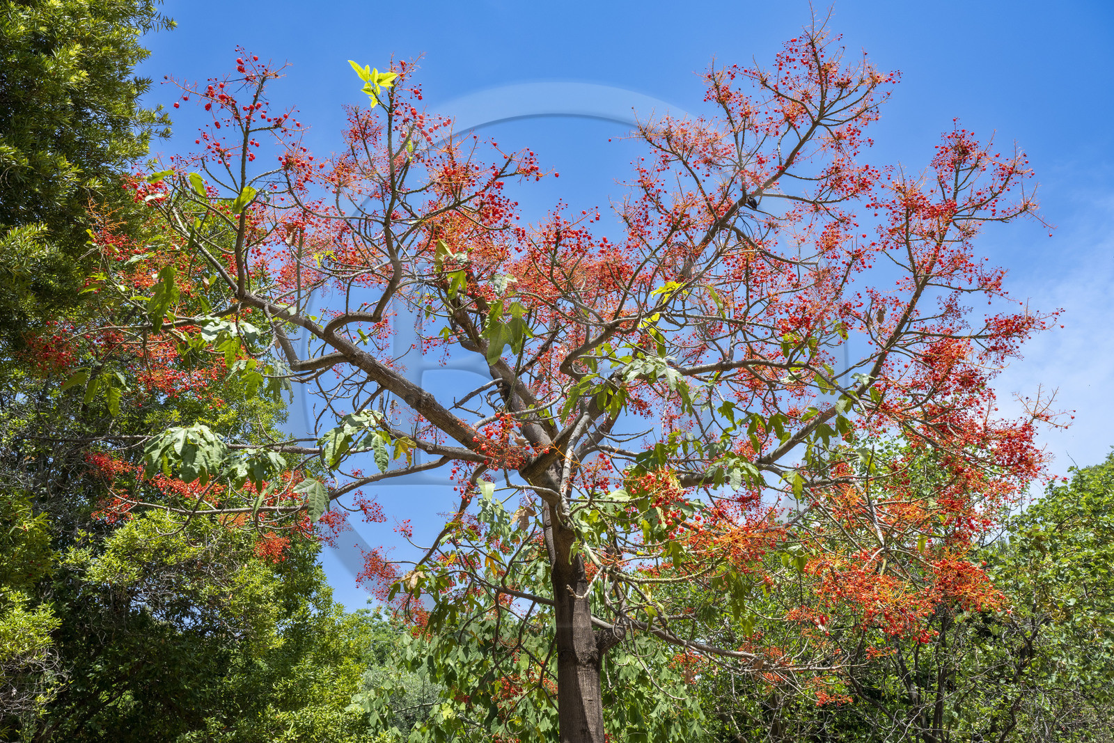 Italie, Ligurie, Province d'Imperia, Vintimille, Jardin botanique Hanbury, l'arbre Brachychiton acerifolius originaire d'Australie en fleur